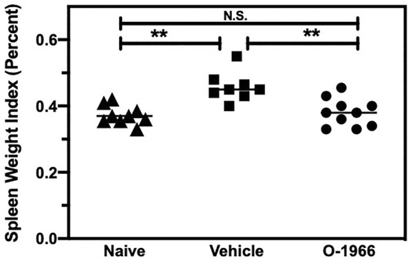 O-1966 decreases spleen weights in skin graft recipient mice. Donor C3HeB/FeJ flank skin was transplanted to the back of a recipient C57BL/6J mice, sutured, and bandaged. Doses of O-1966 (5 mg/kg) or vehicle (0.03% ethanol and 0.03% cremophor in saline) were injected i.p. every other day from 1 h pre-op to 14 days post-op. On post-op day 14, animals were sacrificed and spleens were removed. The spleen weight to body weight ratio was calculated and is expressed as a percentage, of control mice (▲) (n = 9) and grafted mice treated with 5 mg/kg O-1966 (■) (n = 8) or vehicle (●) (n = 10). **p < 0.001 for O-1966 vs. vehicle as determined by one-way ANOVA followed by Tukey’s multiple comparison test.