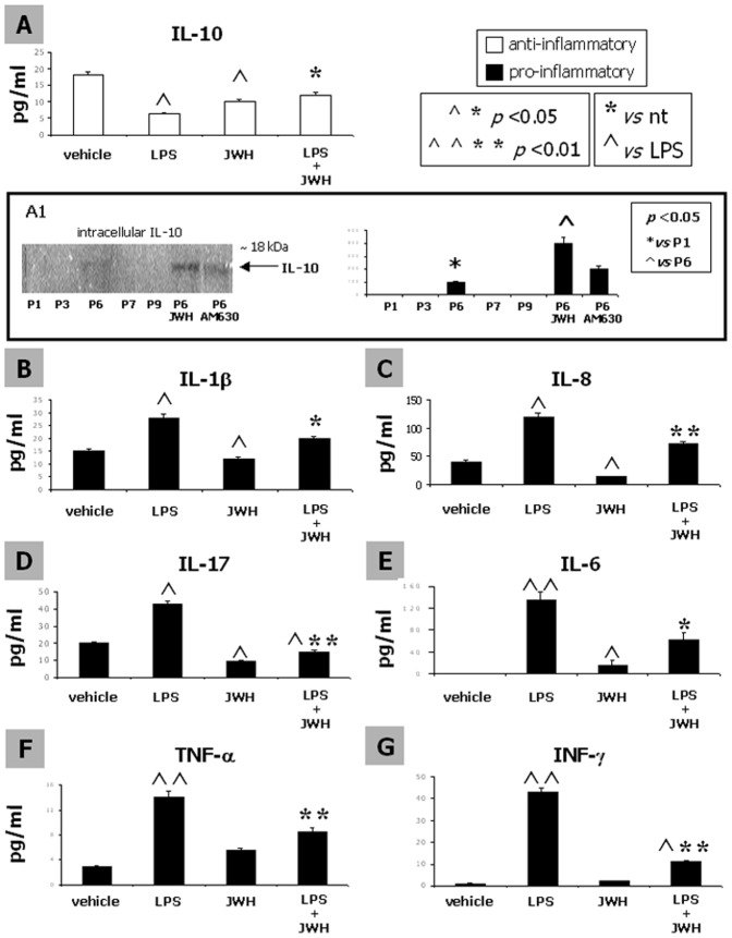 Stimulation of the CB2 receptor partially reverses the LPS-induced modulation of pro- and anti- inflammatory cytokines in hMSCs.The release of the anti-inflammatory IL-10 (A) and of the pro-inflammatory IL-1β (B), IL-8 (C) and IL-17 (D), as well as of IL-6 (E), TNF-α (F) and INF-γ (G) from MSCs have been investigated through a multi-ELISA assay. IL-10 secretion by MSC cells was significantly reduced in response to 500 ng/ml LPS, while IL-1β, IL-8 and IL-17 were significantly increased. The treatment with the CB2 agonist JWH.-133 1 µM was able to revert the LPS-induced effect. The CB2 stimulation decreased the release of all the cytokines, even of the anti-inflammatory IL-10, thus was conversely shown to be up-regulated in total cellular lysates both at P6 and after CB2 stimulation, as revealed by the western blot included in the A1 inset. The release of IL-6, TNF-α and INF-γ by MSC cells, undetectable at basal condition, was significantly increased in response to 500 ng/ml LPS. The treatment with the CB2 agonist JWH-133 1 µM was able to fully revert the LPS-induced effect. Mean concentration ± SD (pg/ml) for all the cytokines from triplicate cultures is shown. A t-test has been used for statistical analysis. p<0.05 has been considered statistically significant.