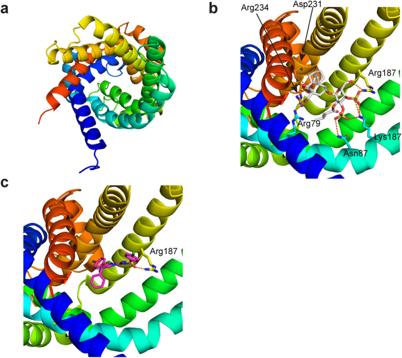 X-ray structure of ANT1 compared to a possible ibipinabant docking pose.(A) X-ray structure of ANT1 (pdb-code 2c3e) displayed as ribbon are colored from blue (N-terminus) to red (C-terminus) (B) ANT1 with a known inhibitor carboxyatractyloside (grey). (C) A possible docking pose of ibipinabant (pink) to ANT1.