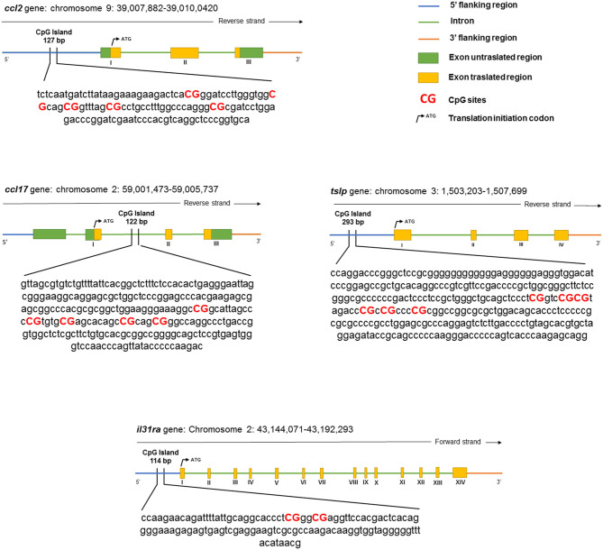 The schematic representation of the analyzed canine genes.