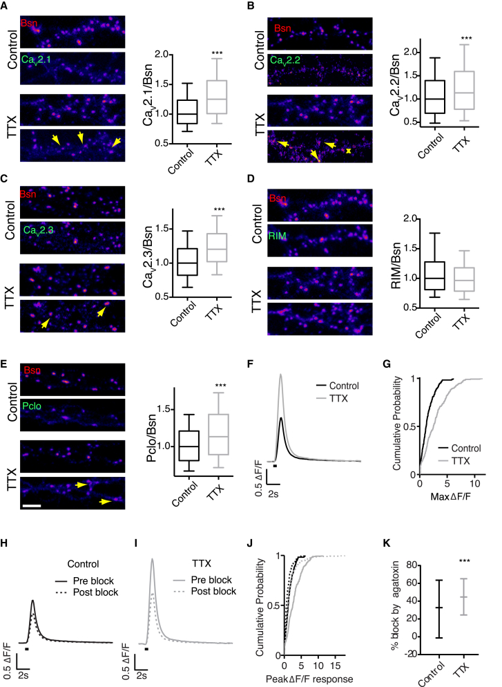 Activity Blockade Leads to Recruitment of Multiple AZ Proteins in Hippocampal Neurons and Upregulation of Presynaptic Ca2+ Influx through P/Q-type VGCCs(A) TTX treatment (2 μM, 48 hr) results in AZ enrichment of Cav2.1. n = 3.(B) TTX treatment results in AZ enrichment of Cav2.2. Arrows indicate individual AZs; asterisk denotes a Cav2.2 punctum not associated with AZ. n = 3.(C) TTX treatment results in AZ enrichment of Cav2.3. n = 3.(D) TTX treatment does not affect AZ enrichment of RIM. n = 3.(E) TTX treatment results in AZ enrichment of Pclo. n = 4.(F and G) Increase in presynaptic Ca2+ signaling following the TTX blockade. Neurons transfected with a Ca2+ sensor SyGCaMP6f were stimulated with ten APs at 20 Hz. For 48 hr prior to imaging neurons were incubated in either untreated media (Control) or media containing 2 μM TTX. ΔF/F responses were increased after TTX treatment. (F) Mean ΔF/F response traces (n = 224 synapses for control, n = 265 synapses for TTX, stimulus period indicated by black bar). (G) Cumulative distribution of peak ΔF/F responses. n = 4.(H–K) P/Q VGCCs are preferentially recruited to the AZ following activity blockade.(H) Mean ΔF/F response traces before (solid line) and after (dashed line) blockade of P/Q channels with 100 nM ω-agatoxin IVA in control neurons for the same synapses.(I) Same as (H) for TTX-treated neurons.(J) Cumulative distribution of synaptic peak ΔF/F responses in all conditions.(K) Percentage block by agatoxin is increased in TTX-treated cells, indicating a higher proportion of the Ca2+ influx mediated by P/Q-type VGCCs. Data shown as median + IQR. ∗∗p = 0.0032, Mann-Whitney U test.Error bars indicate 10–90 percentile range.
