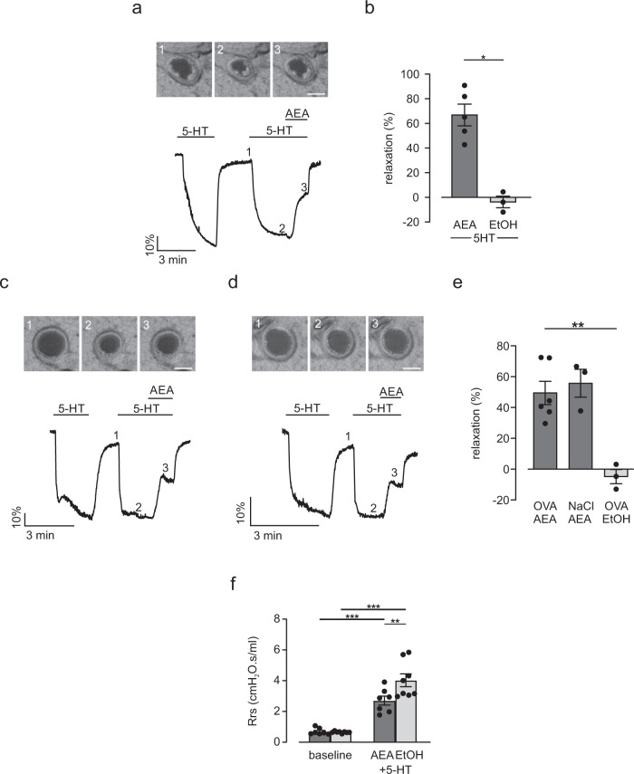 AEA induces airway relaxation ex and in vivo in OVA-sensitized mice.a Top: phase contrast microscopy pictures of a small intrapulmonary Balb/c mouse airway. 1–3) Pictures represent time points during perfusion in the graph (bottom), scale bar = 50 µm. Bottom: Original trace of changes in airway lumen area. AEA (10 µM) reverses the reduction of lumen area by 5-HT (0.1 µM) in the acute OVA model. b Statistical analysis reveals strong airway relaxation by AEA (n = 5 independent animals) but not EtOH (n = 3 independent animals) in intrapulmonary airways of OVA-sensitized mice with acute asthma, unpaired two-tailed Student’s t test *p = 0.012). c, d Top: phase contrast microscopy pictures of a small intrapulmonary Balb/c mouse airway. (1–3) Pictures represent time points during perfusion in the graph (bottom), scale bar = 50 µm. Bottom: original trace of changes in airway lumen area. AEA (10 µM) reverses the reduction of lumen area by 5-HT (0.1 µM) (c) in the chronic OVA model, a similar effect is found in controls without asthma (NaCl) (d). e Statistical analysis reveals strong airway relaxation by AEA (n = 6 independent animals) but not EtOH (n = 3 independent animals) in intrapulmonary airways of OVA-sensitized Balb/c mice with chronic asthma as well as in control mice (NaCl, n = 3 independent animals), one way ANOVA, Tukey’s post hoc test (OVA AEA vs OVA EtOH **p = 0.0025). f Analysis of airway resistance at baseline and after the subsequent inhalation of 25 mg/ml 5-HT together with AEA (0.5 mg per mouse, n = 7 independent animals) or the solvent EtOH (n = 8 independent animals) in Balb/c mice with acute OVA asthma. AEA limits the increase of airway resistance by 5-HT. Repeated measures two way ANOVA, Bonferroni’s post hoc test (baseline vs AEA ***p = 3.6 × 10−4; baseline vs EtOH ***p = 8.7 × 10−7; AEA vs EtOH **p = 0.0032). All data are presented as mean values ± SEM. Source data are provided as a Source Data file.