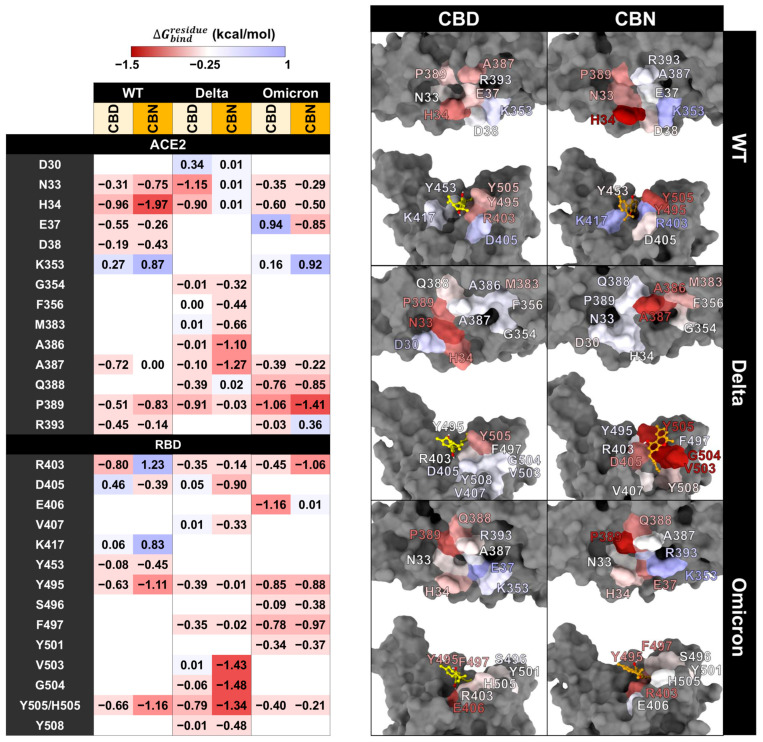ΔGbindresidue between the cannabis compound and the RBD/ACE2 complex is presented on the left, and the structure of the cannabis compound interacting with RBD/ACE2 is presented on the right. Color labels: ΔGbindresidue ranges from red (−1.5 kcal/mol) to blue (1.00 kcal/mol).