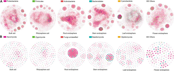 Co-occurrence network analysis of microbial communities associated with hemp plants. (A) Bacteria. (B) Fungi.