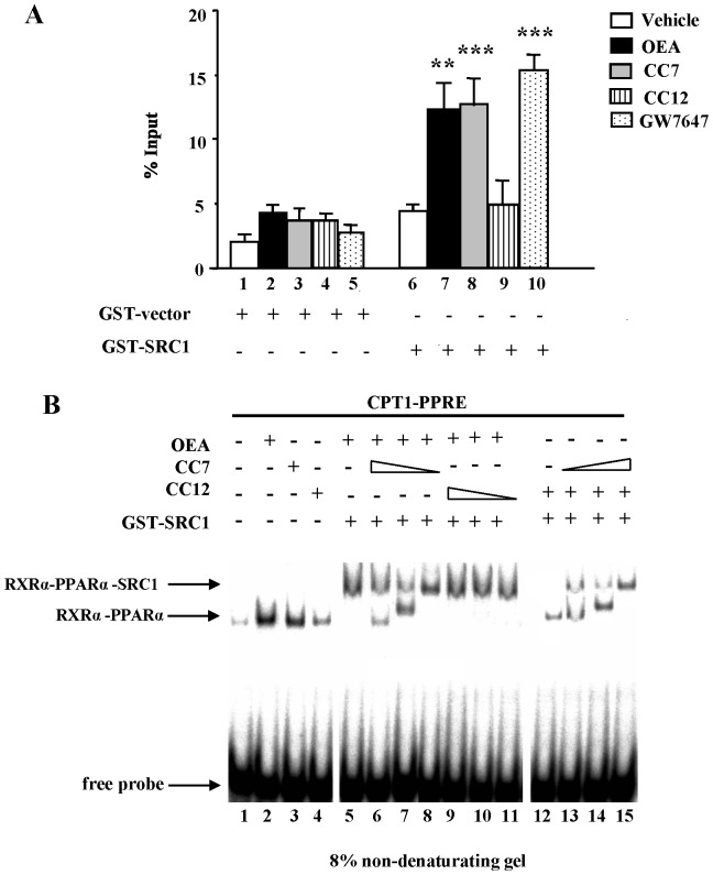 Ligand-dependent interaction profiles between the PPARα and co-activators and between PPARα-RXRα heterodimers and co-activators on DNA.(A) GST pull-down assays performed with GST-SRC1597–791 and [35S]-labeled wild-type PPARα in the presence of vehicle (DMSO), OEA (1 μM), CC7 (1 μM), CC12 (1 μM) and GW7647 (1 μM). The percentage of precipitated PPARα proteins with respect to input was quantified. The columns represent the mean ± SEM of at least three experiments, and the data were analyzed by Student’s t test. **P<0.01 and ***P<0.001 compared to SRC1 interaction in presence of vehicle alone. (B) Ligand-dependent interaction profiles of PPARα-RXRα heterodimers with co-activators on DNA. Combined gel shift and super-shift experiments were performed with wild type PPARα-RXRα protein and [32P]-labeled human CPT1-PPRE. PPARα-RXRα heterodimers were pre-incubated with solvent and different concentrations (1, 5 and 10 μM) of OEA, CC7 and CC12 followed by the addition of 2 μg of either GST alone (as a control) or GST-SRC1597–791. Protein-DNA complexes were resolved from the free probe with 8% non-denaturing polyacrylamide gels. Representative experiments are shown.