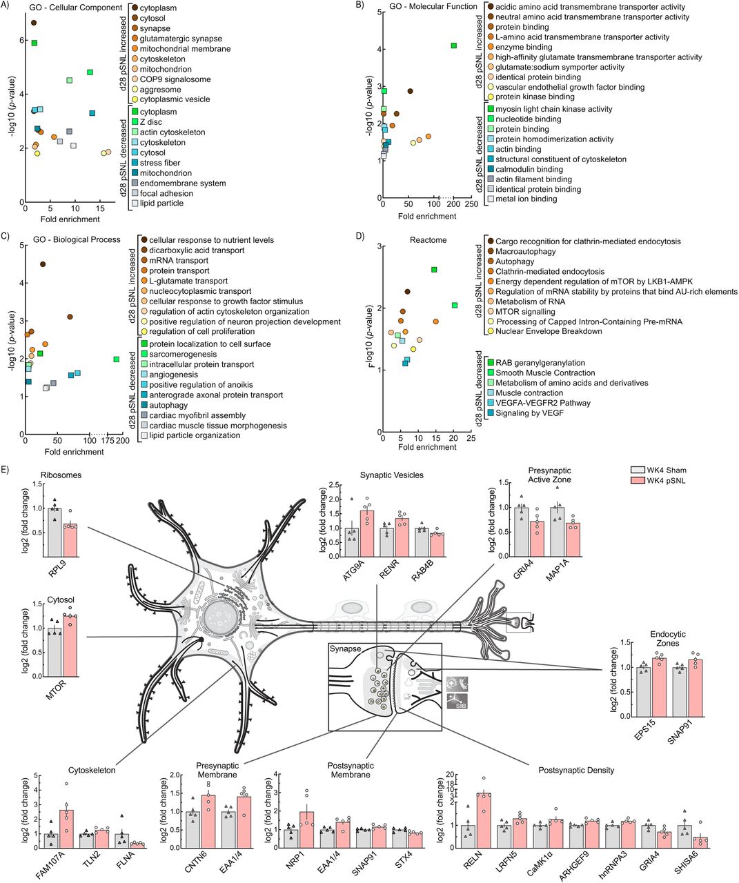 Changes in the Abundance of WK4 VTA Proteins.a,b,c,d VTA proteomic enrichment analysis using the DAVID tool identified significant gene ontology (GO) and reactome enrichment at WK4. Cellular components (CC), biological processes (BP), molecular functions (MF), and reactome pathways enriched from these proteins include roles in synaptogenesis, neuronal signaling, and transporter trafficking. e A neuronal illustration adapted from SwissBioPics depicts the subcellular localization and log2 fold changes of significantly altered synapse-specific proteins in WK4 pSNL mice. Bar graphs are expressed as mean ± SEM. Neuron illustration adapted from SwissBioPics: A resource for biological illustrations (https://www.swissbiopics.org/name/Animalneuronalcell).