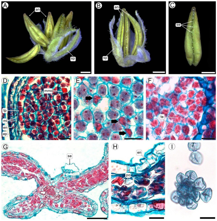 Abnormal development of the anther and pollen grain. (A–C) SM, (D–I) LM. (A,B) Flowers with reduced masculinity, showing five and three stamens with indehiscent anthers, respectively. (C) Detail of an indehiscent anther. (D,E) Pollen sacs with microspore mother cells showing cytoplasmic collapse (arrows), during premeiotic and meiotic stages, respectively. (F) Collapsed tetrads. (G,H) Indehiscent anther with mature endothecium, fibrous thickenings, and collapsed pollen grains. (I) Non-viable pollen grains subjected to Alexander staining. Abbreviations: an, anther, en, endothecium; ep, epidermis; ml, middle layers; mmc, microspore mother cell; po, pollen grain; se, sessile capitate trichome; sp, sepal; te, tetrads; tp, tapetum. Scales: (A–C) = 1 mm, (D–F,H,I) = 20 µm, (G) = 100 µm.
