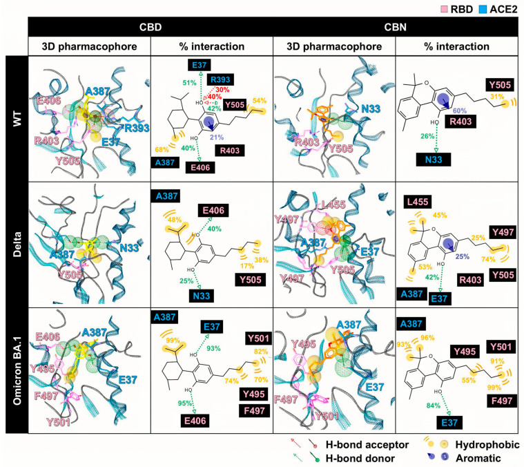 Pharmacophore analysis between cannabis compounds (CBD and CBN) and RBD/ACE2 complex using LigandScout v4.4.2. The ACE2 and RBD residues are labeled in green and pink, respectively.