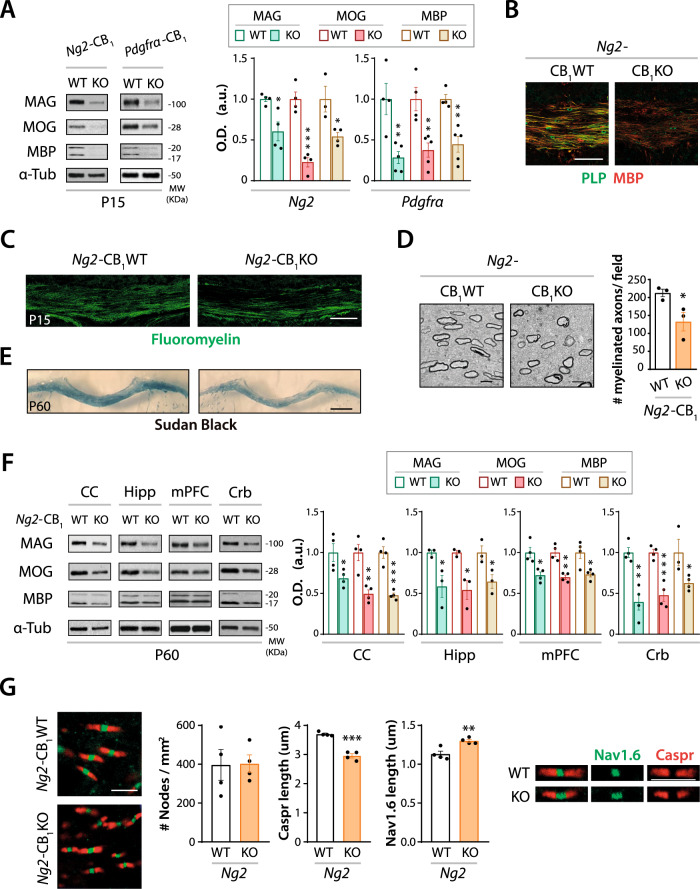 Genetic inactivation of CB1 receptor in OPCs disrupts developmental myelination.Tamoxifen-driven recombination was induced in Ng2-CB1KO, Pdgfrα-CB1KO and control mice at postnatal day 6 (P6-P7) and tissue was analyzed in the corpus callosum (CC) at P15 and P60. A and F Western blot analysis of myelin protein levels, such as myelin-associated glycoprotein (MAG), myelin oligodendrocyte glycoprotein (MOG), and myelin basic protein (MBP) from CC extracts at P15 (A) or P60 (F), or cerebellar (Crb), hippocampal (Hipp), and medial prefrontal cortex (mPFC) extracts at P60 (F). Quantification of optical density (O.D.). B Immunofluorescence analysis of proteolipid protein (PLP) and MBP in Ng2-CB1KO and Ng2-CB1WT mice at P15. C Fluoromyelin staining in the CC at P15. D Electron microscopy analysis and quantification of myelinated axon density in Ng2-CB1KO and Ng2-CB1WT mice at P15. E Representative images of Sudan black staining in the CC of Ng2-CB1KO and Ng2-CB1WT mice at P60. G Immunofluorescence analysis and quantification of node density and paranode (Caspr) and node (Nav1.6) length in the CC of Ng2-CB1KO and Ng2-CB1WT at P60. Data are shown as mean ± SEM. n = 3–5 for A, n = 3 for D, E, n = 3–4 for E, F, and n = 4 for G, independent data points used per each experimental group. *p ≤ 0.05, **p ≤ 0.01, ***p ≤ 0.001 vs Ng2-CB1WT mice, by two-tailed unpaired Student’s t-test for A, D, E, F and G. Scale bars, 80 µm for B, 100 µm for C, 4 µm for D, 600 µm for F, and 3 µm for G.