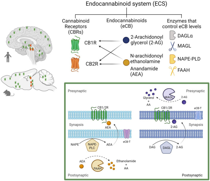 The endocannabinoid system. Composed by two Gi/o-coupled cannabinoid receptors (CB1R and CB2R), their endogenous ligands (2-AG and AEA), and the enzymes involved in their synthesis (DAGLα and NAPE-PLD) and degradation (MAGL and FAAH). In the human and rodent brains, the CB1R is highly expressed in neurons, while the CB2R is mainly expressed in microglial cells in discrete brain areas as represented (CB1R in green and CB2R in red). Biosynthesis and degradation of endocannabinoids: eCBs are synthetized from membrane phospholipid precursors. N-arachidonoylethanolamine (anandamide, AEA) is generated from its membrane precursor N-arachidonoyl phosphatidylethanolamine (NAPE) by a phospholipase D (NAPE–PLD). AEA is metabolized into ethanolamide and arachidonic acid (AA) by the action of the fatty acid amide hydrolase (FAAH) (Di Marzo et al., 1994). 2-AG is synthetized from membrane inositol phospholipids by a phospholipase C (PLC) producing diacylglycerol (DAG), which is hydrolyzed by the diacylglycerol lipase α (DAGLα). 2-AG degradation by monoacylglycerol lipase (MAGL) into glycerol and AA accounts for ≈ 85% of its breakdown (Sugiura et al., 1995). Created with BioRender.com.