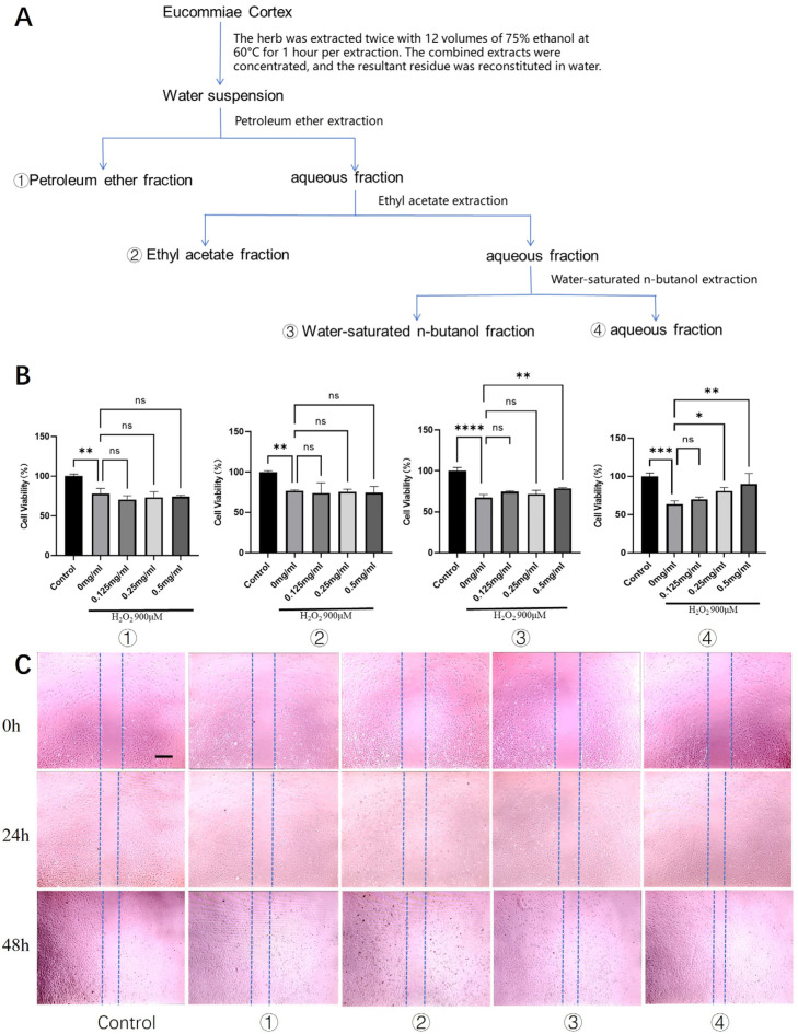 Screening of bioactive fractions from Eucommiae Cortex for cytoprotective and promigratory activities in rat tenocytes. (A) Schematic flowchart illustrating the preparation of different Eucommiae Cortex extract fractions. (B) Viability of rat primary tenocytes treated with various fractions under H2O2-induced oxidative stress (n = 6). (C) Migration capacity of tenocytes following treatment with the different fractions, as assessed by a scratch wound healing assay (n = 3). Scale bars: 100 μm. Data are presented as mean ± SD. ns, not significant; * p < 0.05, ** p < 0.01, *** p < 0.001, **** p < 0.0001.