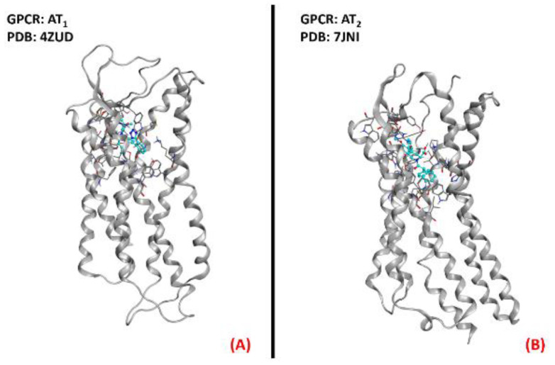 Representation of the three-dimensional structures of the angiotensin II receptors thatcould be considered for ALS treatment. AT1 receptor (A) (sourced from the Protein Data Bank, PDB code: 4ZUD [111], method: X-ray diffraction, resolution: 2.80Å) and AT2 receptor (B) (sourced from the Protein Data Bank, PDB code: 7JNI [112], method: X-ray diffraction, resolution: 3.00 Å). The images were created and rendered with MOE.