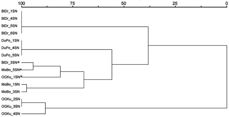 Hierarchical cluster analysis based on genetic similarity. Included are the 15 Cannabis samples selected for olfactory evaluation in Study 2. Asterisks identify the genetic outliers. Abbreviations: BlDr = “Blue Dream,” MoBo = “Mob Boss,” OGKu = “OG Kush,” and DuPo = “Durban Poison.”