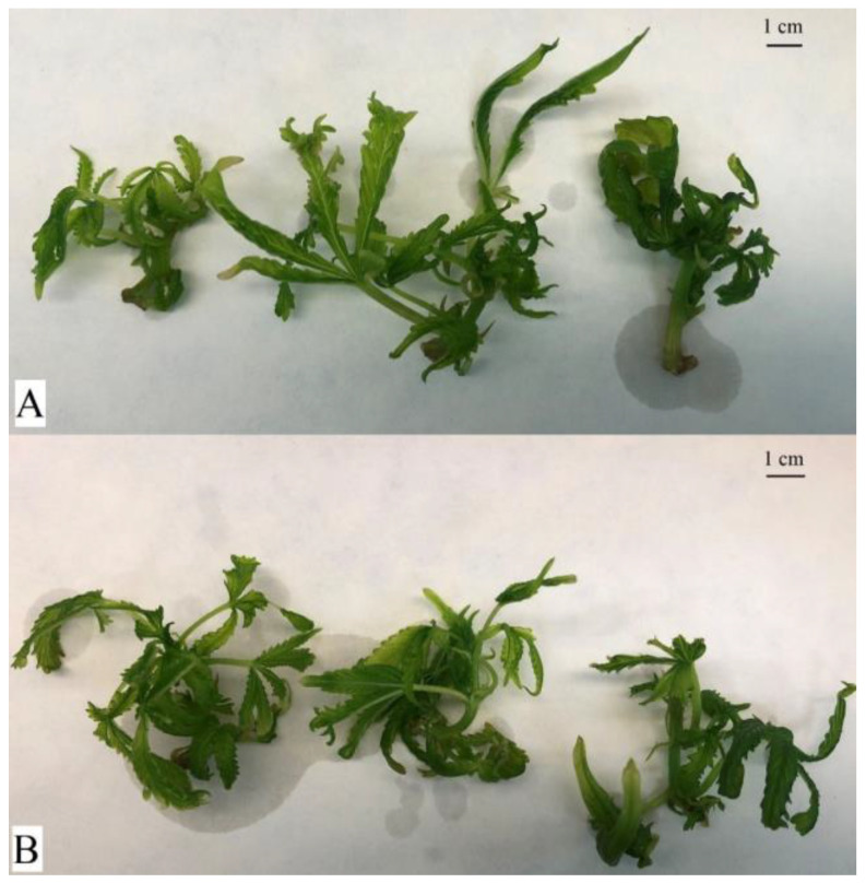 Comparison of experimental variants of the cultivar ‘Tatanka Pure CBD’ after 4 weeks of cultivation in Erlenmeyer flasks. Plant material at harvest before freezing with liquid nitrogen. The top shows the control variant (A). The bottom shows the experimental variant with the addition of PEO-IAA in the nutrient medium (B). The morphological differences between the variants are less visible in this cultivar than in the case of the ‘USO-31’ cultivar.