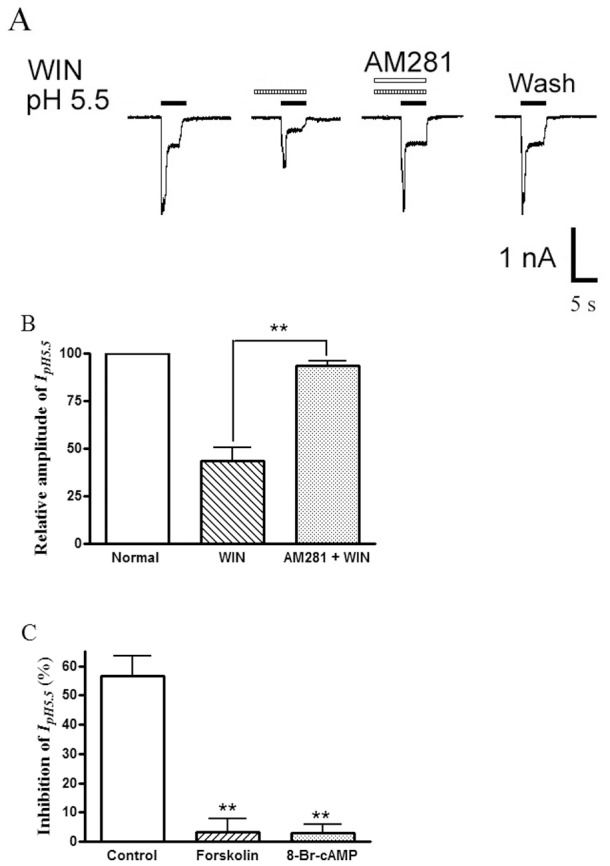 The receptor and intracellular signal transduction mechanisms underling inhibition of proton-gated currents by WIN55,212-2.The current traces in (A) and the bar graph in (B) show that the inhibition of IpH5.5 by WIN55,212-2 (WIN, 10−7 M) pre-applied alone was abolished by the co-application of WIN55,212-2 and AM281 (10−6 M), a selective CB1 receptor antagonist **P<0.01, one way analysis of variance followed by post hoc Bonferroni’s test, n = 8. The bar graph in (C) shows the percentage decreases in the IpH5.5 induced by WIN55,212-2 (10−7 M) in control and pre-treatment of forskolin and 8-Br-cAMP conditions. The inhibition of WIN55,212-2 on proton-gated current was blocked by application of forskolin (10−5 M) or 8-Br-cAMP(10−3 M). **P<0.01, one way analysis of variance followed by post hoc Bonferroni’s test, compared with control, n = 7/each column.