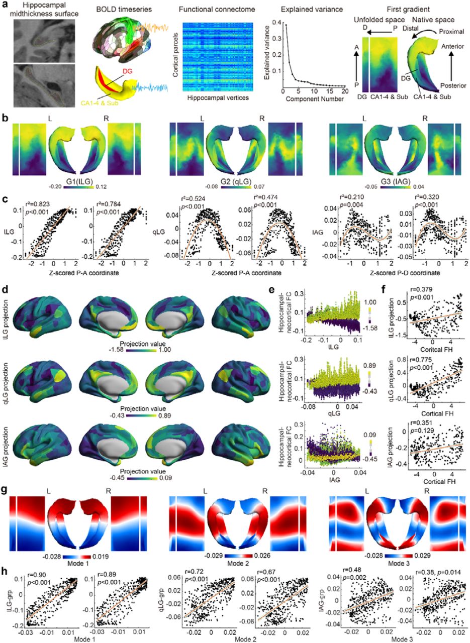 Topographic characterization, cortical projection, and geometric constraints of major hippocampal gradients in youth.a, Methodological overview for identifying hippocampal gradients. The gradient’s topography is presented on both the native (folded) and unfolded mid-thickness surfaces, located on the far-right side. The primary geodesic axes, namely posterior-anterior (P-A) and proximal-distal (P-D), are displayed by arrow. On the P-D axis, with the dentate gyrus (DG) representing the most distal region, the coordinates indicate the distance to the neocortex (isocortex), and thus reflect the iso-allocortical axis. Coordinates for each geodesic axis (P-A or P-D) are determined based on the Laplace field across hippocampal gray matter, spanning from one tissue boundary (posterior or proximal end) to the opposite boundary (anterior or distal end). b, Topographic characterization of the first three hippocampal gradients at the overall group level. c, Relationships between hippocampal gradients and anatomical positions, specifically denoted by P-A and P-D coordinates. d, Group-averaged cortical projection of the left hippocampal gradients. e, Relationship between left hippocampal gradients and the cortical-hippocampal FCs corresponding to the cortical regions that exhibit the top 5% and bottom 5% projection values. Each data point within the diagram signifies the FC and gradient value corresponding to an individual vertex located on the hippocampal surface. The color indicates the projection values. f, Correlation between the projection pattern of specific gradients in the left hippocampus and cortical functional hierarchy (FH). g, Group-averaged first three geometric eigenmodes obtained through the Laplace–Beltrami operator. h, Relationship between these eigenmodes and hippocampal gradients. Abbreviations: lLG, linear long-axis gradient; qLG, quadratic long-axis gradient; IAG, iso-allocortical gradient.