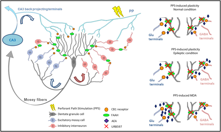 Schematic representation of CB1 receptor and FAAH in the dentate gyrus circuit: Both postsynaptic FAAH and presynaptic CB1 receptor are widely expressed and anatomically associated within the DG except for the PP-DG synapses and mossy fibers that do not express CB1 receptors. On the other hand, CB1 receptor is expressed in the excitatory mossy cell terminals projecting to granule cells and in the CA3 back-projecting terminals to granule cells. CB1 is also heavily expressed in the inhibitory GABAergic terminals, although the expression is restricted to a particular subpopulation of GABAergic interneurons (CCK+ interneurons)36,38. During PPS (perforant path stimulation)-inducing either synaptic plasticity or MDA, these recurrent excitatory and inhibitory circuits are recruited and, a widespread non-selective activation of CB1 receptor within these circuits, such as after WIN administration, leads to an overall decrease of glutamate release which affects both MDA and synaptic plasticity occurrence. Conversely, AEA release is activity and regional dependent, and a fine tuning of GABA and glutamate transmissions depends on the spatio-temporal biosynthesis and release of AEA might occur in basal condition and during PPF-inducing synaptic plasticity which may further shift towards GABA inhibition when synaptic plasticity is induced in the epileptic circuit. When synaptic activation is strongly and persistently enhanced as during PPS-induced MDA, AEA effect may instead be prominent at glutamatergic synapses. Thus, inhibition of AEA degradation may increase the capability of the AEA to dampen excessive excitability without compromising its temporal and spatial specificity.