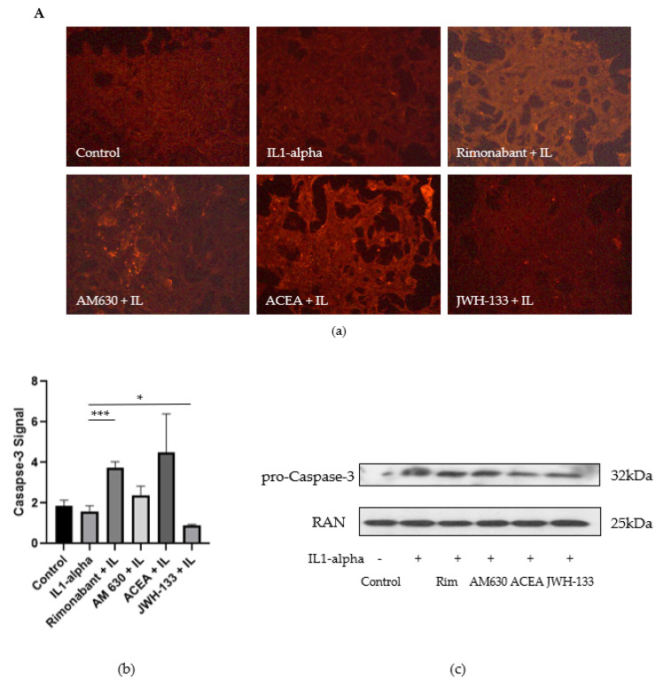 (A) (a) Caspase-3 expression signal in VSMCs, 48 h after treatment with rimonabant, AM 630, ACEA and JWH-133; fluorescent images obtained with Biorevo BZ 900 Microscope using 10× magnification. Exposure time was equal in all observed groups. (b) Intensity of caspase-3 expression signal. The results were attained by measuring three areas of interest of the fluorescent image and subtracting the background signal (n = 3). (c) Representative Western blots of caspase-3 in VSMCs, 48 h after stimulation with IL-1α. (B) (a) FasL expression signal in VSMCs, 48 h after treatment with rimonabant, AM 630, ACEA and JWH-133; fluorescent images obtained with Biorevo BZ 900 Microscope using 10× magnification. Exposure time was equal in all observed groups. (b) Intensity of FasL expression signal. The results were attained by measuring three areas of interest of the fluorescent image and subtracting the background signal (n = 3). (c) Intensity of TGF-beta1 expression signal in VSMCs, 48 h after treatment with rimonabant, AM 630, ACEA, and JWH-133, attained by measuring three areas of interest of the fluorescent image and subtracting the background signal. The measurements were repeated three times per image. Statistical testing was performed using unpaired t-tests. Significance was expressed when p < 0.05; (* p < 0.05; ** p < 0.01; *** p < 0.001).