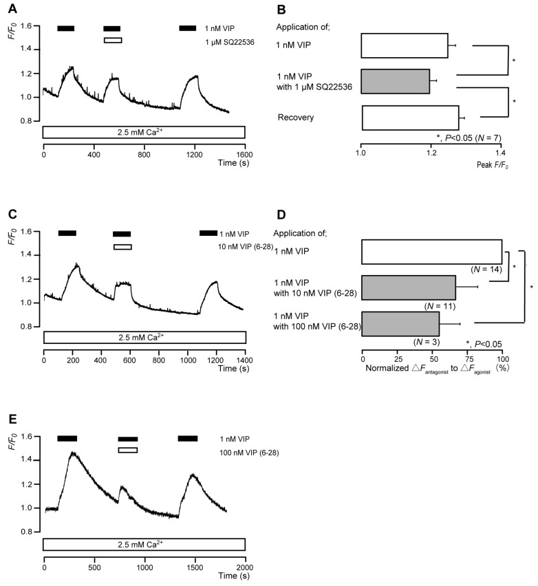 VIP receptor-agonist-induced intracellular cAMP level increases. (A,C,E) Representative traces of transient intracellular cAMP level increases in response to 1 nM VIP, with or without 1 µM SQ22536 (A), 10 nM VIP(6-28) (C), or 100 nM VIP(6-28) (E), in the presence of extracellular Ca2+ (2.5 mM) (white boxes at bottom). Black boxes at the top indicate periods of VIP addition to the external solution. White boxes at the top indicate periods of SQ22536 (A) or VIP(6-28) (C,E) addition to the external solution. (B) Bar graphs of VIP-induced intracellular cAMP level increases, without (upper column) or with (middle column) 1 µM SQ22536. Recovery (lower column) shows the reversible effect of SQ22536. (D) Bar graphs of inhibitory effects of 10 nM VIP(6-28) (middle column) or 100 nM VIP(6-28) (lower column) on the normalized value of 1 nM VIP-induced increases in the intracellular cAMP in the presence of VIP(6-28) to that in the absence of VIP(6-28). Each bar in (B,D) denotes the mean ± SE across the number of experiments shown in parenthesis. Statistically significant differences between columns (shown by solid lines) are indicated with asterisks: * p < 0.05.