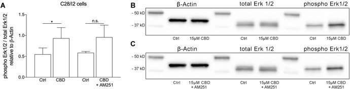 Western blot analysis of Erk1/2 phosphorylation in C28/I2 cells treated with cannabidiol (CBD) (15 µM, 3 h; six independent experiments) in the presence or absence of AM251 (16 µM, 2 h pre‐treatment, 3 h co‐treatment; three independent experiments). (A) Mean ± SD of normalized densitometry values of 6 (CBD) or 3 (CBD + AM251) independent western blot experiments for CBD. (B) and (C) Representative western blots for β‐actin, total Erk1/2, and phospho Erk1/2 under control conditions (Ctrl), in the presence of CBD and after co‐treatment with CBD and AM251.
