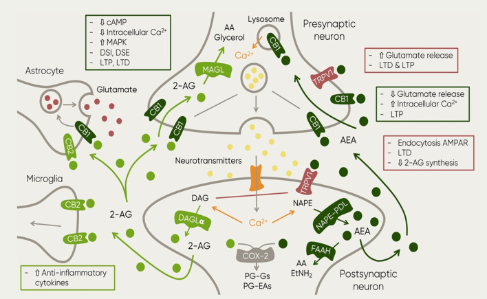 Schematic representation of the main elements of the ECS and their function in the context of neurotransmission. The figure also includes the main synthesis and degradation processes of both endocannabinoids: 2-AG and AEA. The first one is mainly synthesized by the enzyme DAG in post-synaptic neurons as a response to increased excitatory activity (Ludanyi et al., 2011). Upon 2-AG reuptake, it is degraded by enzyme monoacylglycero/lipase (MAGL) (Dinh et al., 2002; Dinh et al., 2004) which can be found in presynaptic locations and in axon terminals (Gulyas et al., 2004). This process results in two major byproducts: AA and glycerol (Dinh et al., 2002). AEA on the other hand, it is synthesized by the enzyme NAPE­ PDL in postsynaptic neurons where it is also degraded by enzyme FAAH (Gulyas et al., 2004). Then, metabolites of AEA and 2-AG undergo further oxidative processes involving cyclooxygenase (COX) and lipoxygenase (LOX) (Vandevoorde and Lambert, 2007). Such process results in the generation of prostag/andins (PGs), in particular, 2-AG and AEA degradation leads to PG-glycerol esters (PG-Gs) and PG-ethanolamides (PG-EAs) (Alhouayek and Muccioli, 2014). The image also shows the receptors at which both endocannabinoids bind. Furthermore, the squares described the resulting mechanisms of the activation of such receptors at different locations. Abbreviations: 2-AG, 2-arachidonoylglycerol; AA, arachidonic acid; AEA, anandamide; cAMP, cyclic adenosine monophosphate; Ca2+, calcium; CB1, cannabinoid receptor 1; CB2, cannabinoid receptor 2; DAG, diacylglycerol; DAGLa; diacylglycerol lipase; DSE, depolarization-induced inhibition of excitatory transmission OSI, depolarization-induced inhibition of inhibitory transmission EtNH21 ethylamide FAAH, fatty acid amide hydro/ase; LTD, long-term depression; LTP, long term potentiation; MAGL, Monoacyclycerol Lipase; MAPK, Mitogen-Activated Protein Kinase; NAPE-POL, NAPE-specific Phospholipase D; NAPE, N-acyl-phosphatidylethanolamine; PG-EAs, prostamides; PG-Gs, prostag/andin-glycero/esters; TRPV1, Transient Receptor Potential Vanilloid.