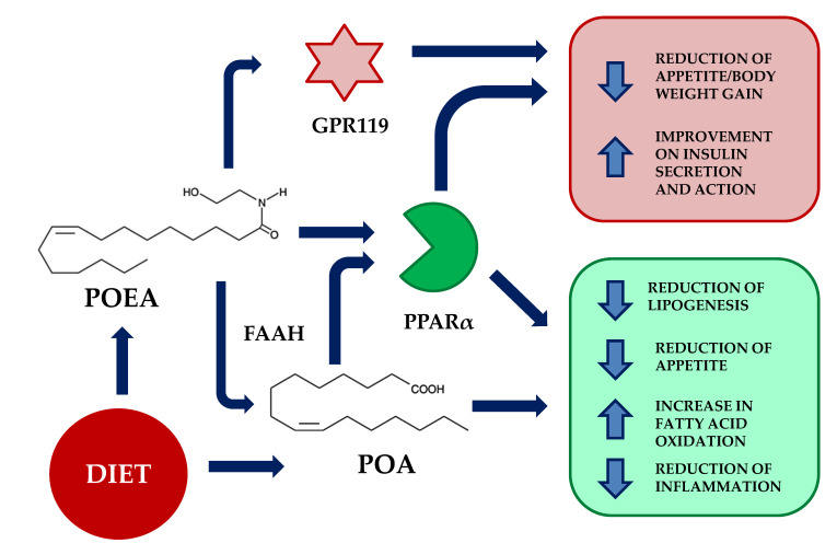 Potential mechanisms of action of palmitoleylethanolamide (POEA). POEA is the N-acylethanolamine of palmitoleic acid (POA). Upon dietetic administration, POEA might act directly through peroxisome proliferator-activated receptor alpha (PPAR-α) receptors, promoting the inhibition of lipogenesis, reduction of appetite, increase in fatty acid oxidation, and reduction of inflammation. These actions are also mimicked by palmitoleic acid, its main degradation product. In addition, POEA has been found to activate the orphan G protein-coupled receptor 119 (GPR119), resulting in a reduction of appetite and improvement of insulin action. FAAH; fatty acid amide hydrolase.