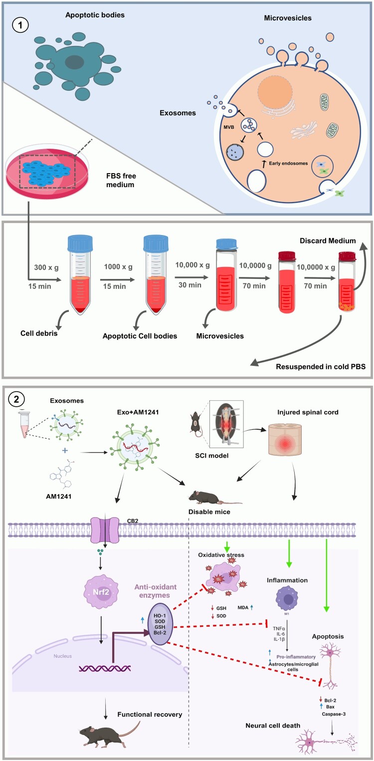 Graphical Scheme. 1. Scheme of Exosome-Loaded AM1241 2. A diagram illustrating, Exosome-Loaded AM1241 enhances cognitive function in SCI mice by reducing inflammation, oxidative stress, and neural apoptosis while promoting neuronal regeneration, primarily through the activation of the Nrf2/Ho-1 signaling pathway.
