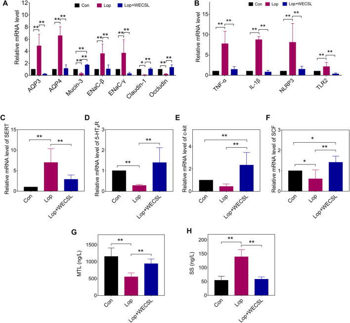 WECSL regulated disorderes of intestinal function in constipated mice. (A) mRNA levels of water transport-related and gut-barrier-related proteins detected using RT-qPCR. (B) mRNA levels of inflammatory factors, SERT (C). 5-HT4R (D), and SCF/c-kit signaling pathway proteins c-kit (E) and SCF (F) using RT-qPCR. (G,H) Serum MTL (G) and SS (H) levels detected using ELISA. Data are presented as mean ± SD (n = 8 per group). *p < 0.05, **p < 0.01.