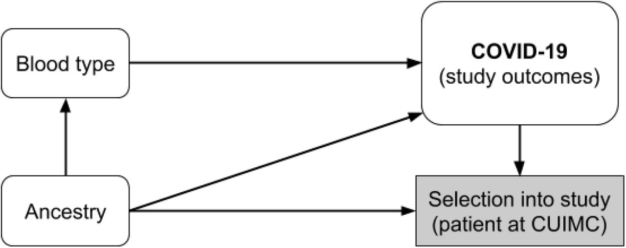 Graphical model of the system under investigationWe sought to estimate the total effects of blood type on the COVID-19 outcomes under investigation. Confounding can be controlled by adjusting for ancestry. Selection bias cannot be controlled fully, and as a result, our estimates are conditional on presentation to the hospital during the COVID-19 pandemic.