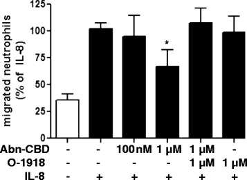 The effects of Abn-CBD on neutrophil chemotaxis. Neutrophils were incubated with Abn-CBD and/or O-1918 and pipetted into the top chamber of 5 μm Transwells (2 × 105/well). Migration towards IL-8 (10 nM) was assessed after 3 h by counting adherent neutrophils at the bottom of the chamber (3 non-overlapping fields/well). The open bar depicts random migration without an IL-8 stimulus. Abn-CBD significantly reduced neutrophil chemotaxis, an effect that was blocked by O-1918. Data were analyzed with one-way ANOVA with Tukey’s post-hoc test. *, p < 0.05 when compared to control; n = 3/group