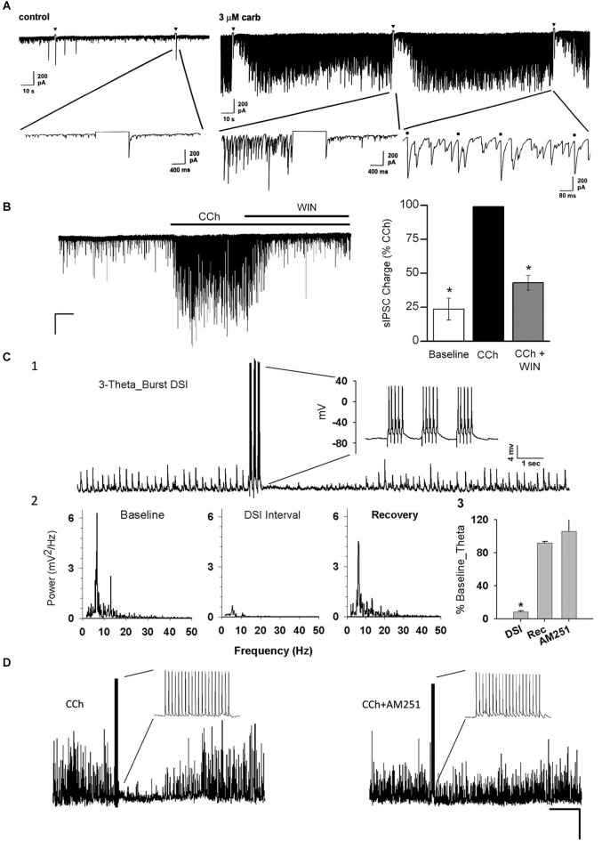 Carbachol (CCh) elicits persistent occurrence of large, rhythmic inhibitory synaptic responses in hippocampus and neocortex. (A) Representative whole-cell recording from a Sprague/Dawley rat CA1 pyramidal cell (PC) in control saline (iGluR antagonists present in experiments shown in all panels) in vitro and a 1-s depolarizing voltage-step (downward triangles) has no effect on the small spontaneous IPSCs visible on the baseline. Bath application of 3 μM CCh induces a persistent barrage of large IPSCs that are transiently interrupted by the periods of DSI that occur after the voltage steps (From Martin and Alger, 1999; with permission). (B) Representative trace from a layer II/III neocortical PC from a Swiss CD-1 mouse slice. A large barrage of IPSCs occurs after CCh (5 μM) is added to the bath, and the IPSCs are suppressed by further addition of the CB1R agonist WIN55212-2 (5 μM). From Trettel et al. (2004) with permission. (C1) Representative sharp electrode recording of large, rhythmic IPSPs induced by 5 μM CCh in a rat CA1 PC in a hippocampal slice. Brief bursts of action potentials induced by depolarizing current injections induced a period of DSI. (C2) Power spectral analyses of the IPSPs before, during and after DSI. Note peak power in the theta frequency range. (C3) Group data showing “relative theta power” (integral of power from 4–14 Hz/total power from 2–50 Hz) from experiments as in C1, C2. DSI strongly suppressed the theta power (which recovered fully following DSI). DSI was abolished by the CB1R antagonist, AM251 (3 μM). From Reich et al. (2005) with permission. (D) DSI of 5 μM, CCh-induced IPSPs produced by an action potential train in a layer II/III PC in a mouse neocortical slice. DSI was abolished by 5 μM AM251. From Trettel et al. (2004) with permission.