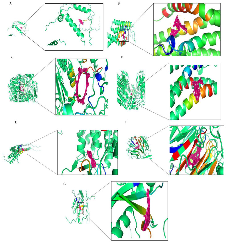 Molecular docking results of proteins encoded by prognostic risk genes with small molecular compounds. (A) The docking results of MEAI with Ethinyl Estradiol. (B) The docking results of MTFP1 with epigallocatechin gallate. (C) The docking results of PASK with Cyclosporine. (D) The docking results of PSENEN Gentamicin. (E) The docking results of PSME2 with Doxorubicin. (F) The docking results of RCC2 with Ivermectin. (G) The docking results of SH2D2A with Dronabinol.