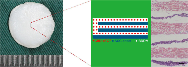 Gross appearance and histological morphology of adipose-derived stromal cells/collagen-binding domain–basic fibroblast growth factor/book-shaped decellularized dermal matrix. Bar = 100 μm.