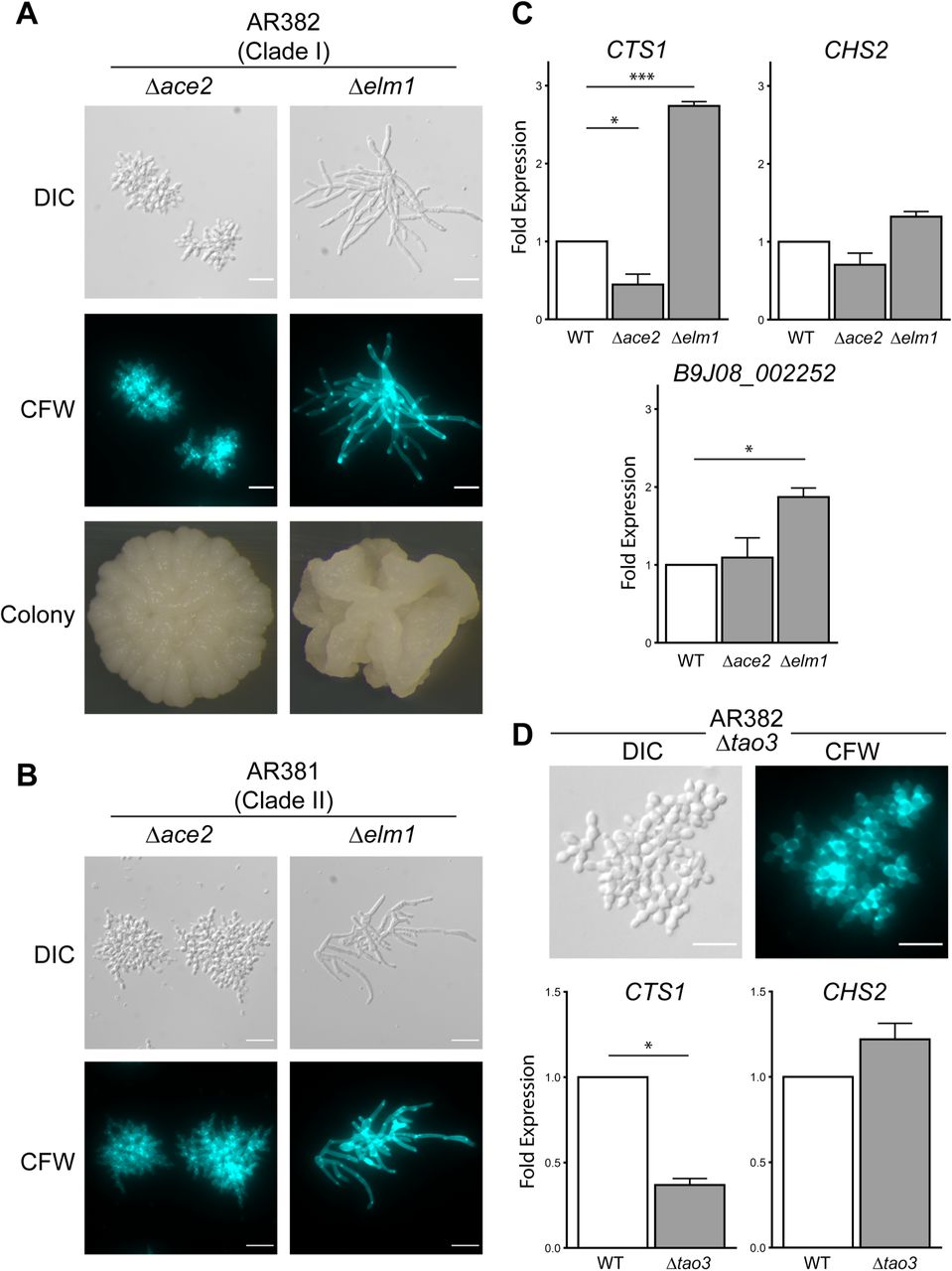 ACE2 and ELM1 are regulators of C. auris morphogenesis.(A) Microscopy of Δace2 and Δelm1 strains in the AR382 (Clade I) genetic background. Representative images shown for DIC, cells stained with calcofluor white, and colonies formed on YPD agar. (B) ACE2 and ELM1 regulate morphogenesis across C. auris clades. Microscopy of Δace2 and Δelm1 strains in the AR381 (Clade II) genetic background. Representative images shown for DIC and cells stained with calcofluor white. (C) ACE2 and ELM1 regulate putative chitinase CTS1 transcription. Wild-type (AR382), Δace2, and Δelm1 cells were grown to exponential phase in YPD at 30 °C prior to RNA extraction and RT-qPCR analysis of upregulated and downregulated genes. (D) Microscopy of Δtao3 in the AR382 (Clade I) genetic background. Representative images shown for DIC and cells stained with calcofluor white. For RT-qPCR, wild-type (AR382) and Δtao3 cells were grown to exponential phase in YPD at 30 °C prior to RNA extraction. Scale bar = 20 μm for all microscopy images. RT-qPCR results are presented as fold expression relative to the wild-type strain, normalized to ACT1 expression. Data represent mean and standard error of the mean from three replicates. Statistically significant fold changes are indicated; *, P < 0.05; **, P < 0.01; ***, P < 0.001; Welch’s two sample t-test.