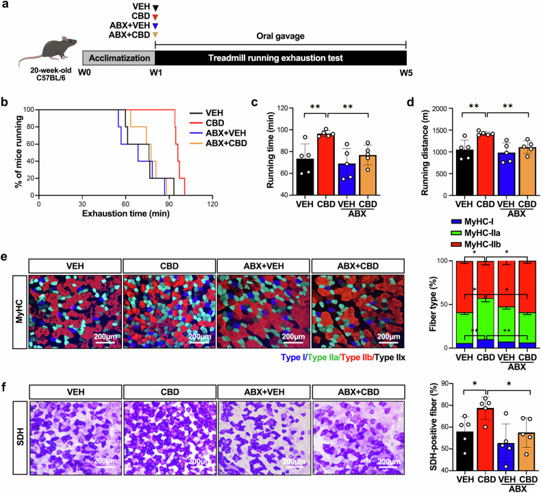 The administration of ABX offsets the effect of CBD on increased exercise performance.a Experimental design for assessing the effects of CBD with and without ABX on exercise performance. b Running population plotted against time to exhaustion (n = 5). c, d Average running time (c) and distance until exhaustion (d) (n = 5). e Microscopy images of GAS muscles immunostained with anti-MyHC antibodies (n = 5). f Quantification of SDH-positive fibers in GAS muscles via SDH staining (n = 5). *P < 0.05, **P < 0.01.