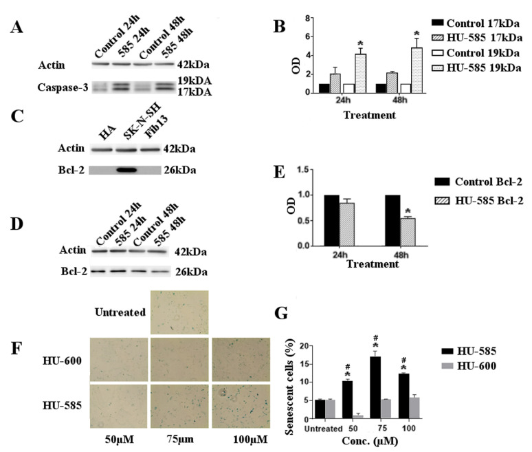 Growth suppression by HU-585 is mediated by apoptosis and senescence. (A–E) Apoptotic effects of HU-585. (A) Caspase-3 assay. Western blot of caspase-3 (35 kDa) cleavage to 19 kDa and 17 kDa represents the apoptotic effect of HU-585. SK-N-SH cells were treated with 100 µM of HU-585 for 24 h and 48 h. (B) Quantification of cleaved caspase-3. Quantification was done by Image Lab software and representation for 24 h and 48 h of incubation are shown. Cleaved 19 kDa level increased significantly in a time-dependent manner in comparison to its control following treatment with HU-585. Statistical differences at 24 h and 48 h were determined by two-way ANOVA (* p < 0.01). (C) Bcl-2 protein levels. Western blot of Bcl-2 protein levels determination for human astrocyte cell line (HA), SK-N-SH cells and fibroblast cell line (as a “normal control”). High levels of Bcl-2 protein were detected in SK-N-SH cells compared to the other cell lines. (D,E) Apoptotic effects of HU-585 analyzed by Bcl-2 levels following treatment. (D) Western blot of Bcl-2 protein levels in SK-N-SH cells following treatment with 100 µM HU-585 for 24 h and 48 h. (E) Quantification of Bcl-2 protein. Quantification was done by Image Lab software following treatment with 100 µM of HU-585 for 24 h and 48 h. Results revealed that the level of Bcl-2 protein decreased in a time-dependent manner, reaching maximal and significant effect at 48 h. Statistical significance was determined by Unpaired t-Test (* p < 0.001). (F,G) Senescence effect of HU-585 analyzed by β-galactosidase staining. (F) Activity of β-galactosidase in SK-N-SH cells following HU-600 and HU-585 treatment was measured by β-galactosidase staining. SK-N-SH cells were plated in 6-well plates and treated with 50 μM, 75 μM and 100 μM of HU-600, HU-585 or no treatment as control. Positivity for β-galactosidase following 48 h of treatment represents the cells that are in senescence. (G) Representation of the quantified percentages of senescent cells. Results show an increased number of senescent cells following HU-585 treatment compared to HU-600 treatment and untreated cells. Data is reported as mean ± SE of triplicates. Statistical significance was determined by GEE test. * p < 0.05 compared to HU-600 and # p < 0.05 compared to untreated cells.