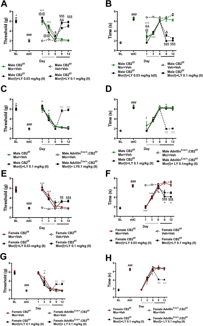 LY2828360 reverses established tolerance to the anti-allodynic effects of morphine in male, and to a lesser extent in female CB2f/f mice, but not in advillinCre/+;CB2f/f mice.In all groups receiving morphine (10 mg/kg i.p.) alone on days 1-6 of administration, tolerance rapidly develops to morphine’s antinociceptive efficacy (A-H). In CB2f/f mice, following initiation of LY2828360 dosing (0.03 mg/kg or 0.1 mg/kg i.p.) in conjunction with morphine on days 7-12, the antinociceptive efficacy of morphine returned, alleviating ddC-evoked mechanical (A, C, E, G) and cold (B, D, F, H) hypersensitivity on days 9-12 of administration. LY2828360 produced a reversal of established morphine tolerance in male, and to a lesser extent in female CB2f/f mice (A-H), but not in advillinCre/+;CB2f/f mice of either sex (C,D,G,H). Male CB2f/f mice reversal schedule: main effects of ddC (mechanical: F6,180 = 201, p<0.0001; cold: F6,180 = 147, p<0.0001), LY2828360 treatment (mechanical: F3,30 = 90.69, p<0.0001, cold: F3,30 = 124.5, p<0.0001) and ddC x LY2828360 interaction (mechanical: F18,180 = 32.5, p<0.0001, cold: F18,180 = 23.47, p<0.0001) were observed. Male CB2f/f vs. advillinCre/+;CB2f/f reversal dosing schedule main effects of drug treatment (mechanical: F6,156 = 243.6, p<0.0001; cold: F6,156 = 221.7, p<0.0001), genotype (mechanical: F3,26 = 20.89, p<0.0001; cold: F3,26 = 43.37, p<0.0001) and treatment x genotype interactions (mechanical: F18,156 = 20.93, p<0.0001; cold: F18,156 = 18.11, p<0.0001) were observed. Female CB2f/f mice reversal schedule: main effects of ddC (mechanical: F6,162 = 178.5, p<0.0001; cold F6,162 = 362.7, p<0.0001), LY2828360 treatment (mechanical: F3,27 = 60.03, p<0.0001; cold: F3,27 = 96.56, p<0.0001), and ddC x LY2828360 interactions (mechanical: F18,162 = 15.06, p<0.0001; cold: F18,162 = 29.34, p<0.0001) were observed. Female CB2f/f vs. advillinCre/+;CB2f/f reversal dosing schedule main effects of drug treatment (mechanical: F6,156 = 377.4,p<0.0001; cold: F6,156 = 617.3, p<0.0001), genotype (mechanical: F3,26 = 6.8, p<0.001, cold:F3,26 = 26.18, p<0.0001) and treatment x genotype interaction (mechanical: F18,156 = 6.281, p<0.0001; cold: F18,156 = 14.87, p<0.0001) were observed. ###p<0.001 vs. baseline, :::p<0.001, ::p<0.01, :p<0.05 CB2f/f Mor+LY vs. all other groups, >p<0.05 CB2f/f Mor+LY vs. CB2f/f Mor+Veh, !p<0.05 CB2f/f Mor+Veh vs. AdvCre/+;CB2 f/f Mor+LY, <<p<0.01, <p<0.05 CB2f/f Mor+Veh vs. all other groups, \p<0.05 CB2f/f Mor+LY vs. vs. advillinCre/+;CB2f/f Mor+VEH, -p<0.05 CB2f/f vs. advillinCre/+;CB2f/f Mor+LY, “p<0.05 CB2f/f vs. advillinCre/+;CB2f/f, ∼p<0.05 CB2f/f Mor+LY vs. advillinCre/+ ;CB2f/f Mor+LY, /p<0.05 CB2f/f Mor+Veh vs. advillinCre/+;CB2f/f Mor+LY.Two-way ANOVA, Tukey Multiple comparisons test post-hoc. (N=6-10 per group). Black bars indicate period of LY and morphine co-administration. For reversal condition, grey bar indicates period of vehicle+morphine administration (days 1-6), black bar indicates period of LY+morphine co-administration (days 7-12). Mor: morphine, LY: LY2828360, Adv: advillin, Veh: vehicle.