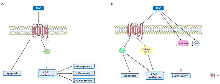 Antitumor effects mediated by THC on HER2+ and ER+ breast tumors. (A) In HER2+ tumors, THC induces apoptosis and reduces cell proliferation through AKT inhibition, which is associated with decreased angiogenic potential, and a reduction in metastasis formation and tumor growth. (B) In ER+ breast cancer cases, THC also induces apoptosis and decreases tumor cell proliferation, through JunD activation and cell cycle disruption. THC also reduces the protein levels of aromatase and ERα, decreasing cell viability. AKT: protein kinase B; CB2: cannabinoid receptor 2; ERα: estrogen receptor α; JunD: proto-oncogene JunD.
