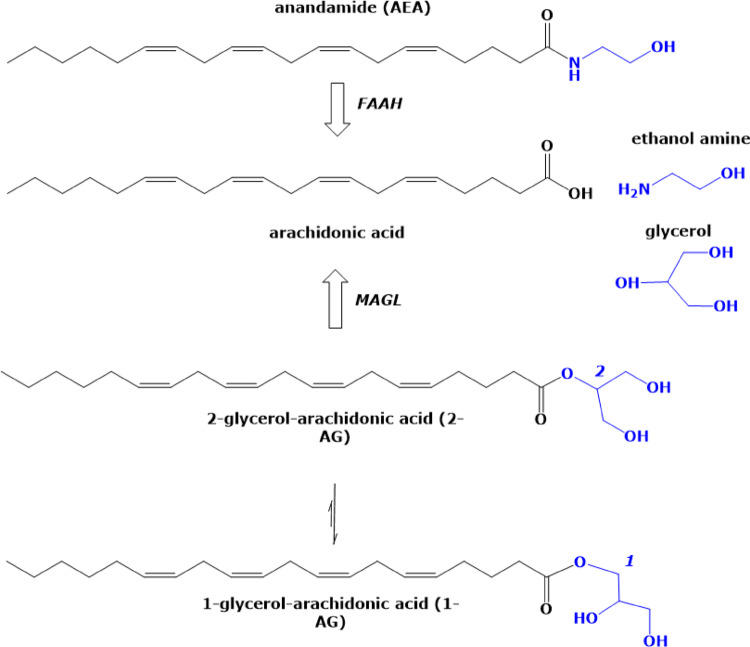 Chemical structures of the endocannabinoids anandamide (AEA) and 2-glycerol-arachidonic acid (2-AG) and their enzymatic hydrolysis by fatty acid amide hydrolase (FAAH) and monoacylglycerol lipase (MAGL) to arachidonic acid and glycerol, respectively. 2-glycerol-arachidonic acid is non-enzymatically converted to 1-glycerol-arachidonic acid (1-AG)