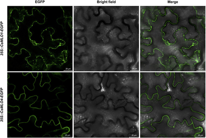 Subcellular localization of CsMLO1 and CsMLO4 as observed by confocal laser scanning microscopy. Transient expression of 35S::CsMLO1-EGFP and 35S::CsMLO4-EGFP constructs in Nicotiana benthamiana leaf epidermal cells shown 3 days after agro-infiltration. Scale bars = 25 μm.