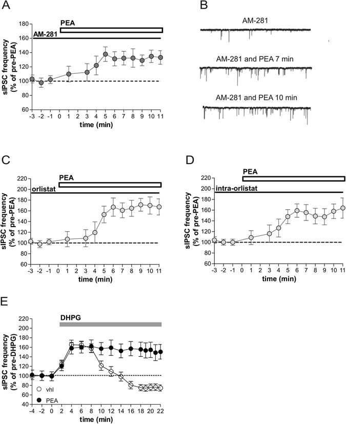 Role of 2AG in the rundown effect observed during PEA incubation. (A) The graph shows that preincubation with the CB1 receptor antagonist AM-281 prevented the late depressant action of PEA on sIPSCs. (B) Examples of voltage-clamp recordings in the presence of AM281 before and after PEA application. (C,D) In these graphs it is shown that the blocker of 2AG synthesis orlistat, either when applied in the external solution (C) or when dissolved in the intraelectrode solution (D), abolished the rundown effect of PEA on sIPSCs. (E) Preincubation with PEA prevented the reduction of sIPSC frequency mediated by 3,5-DHPG.