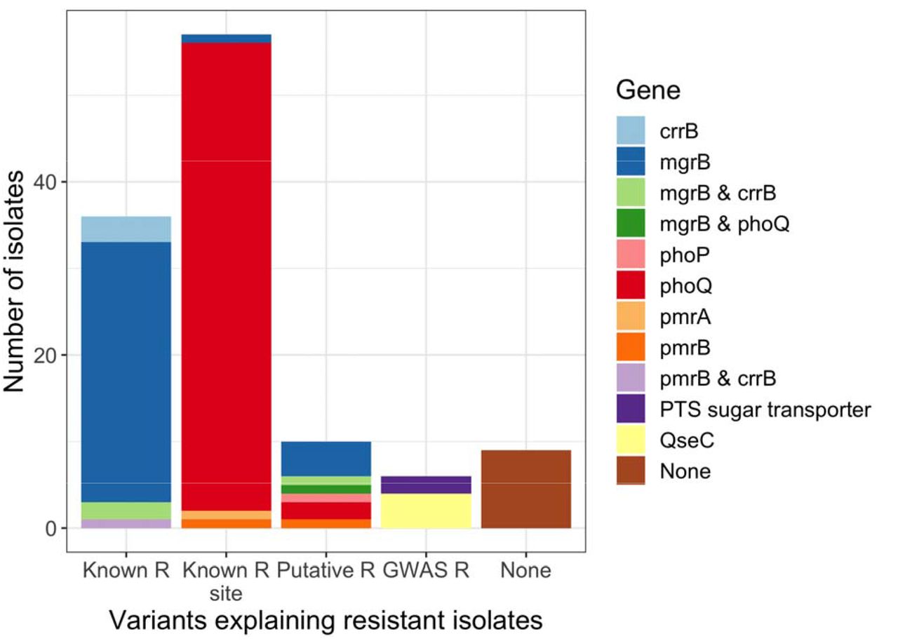 The majority of colistin resistance can be explained by variants in known resistance genes.R = resistant; GWAS = genome-wide association study. Known means the mutation or variant was previously shown to confer resistance, known site means the site was shown to confer resistance under a different amino acid change, putative and GWAS means that >60% of the variant was present in resistant isolates in canonical and GWAS genes, respectively.