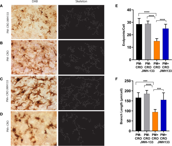 Quantitative phenotypic analysis of microglial activation state on Iba-1 immuno-stained sections. Brain sections of animals from each experimental group, were immuno-stained for microglia using Iba-1 (pictures on the left, A–D). The digital image was skeletonized (pictures on the right, (A–D) and endpoints/cell (E) or summed branch length (F) were determined. In infected animals with ceftriaxone treatment (PM+ CRO), both parameters were significantly reduced compared to the others groups. In contrast, no differences between infected animals treated with JWH-133 (PM+ CRO/JWH133) and uninfected animals (PM-) could be observed. (PM- CRO, n = 3; PM- CRO/JWH133, n = 5; PM+ CRO, n = 11; PM+ CRO/JWH133, n = 6; one-way ANOVA with Tukey’s multiple comparison test: ***p < 0.001; ****p < 0.0001).