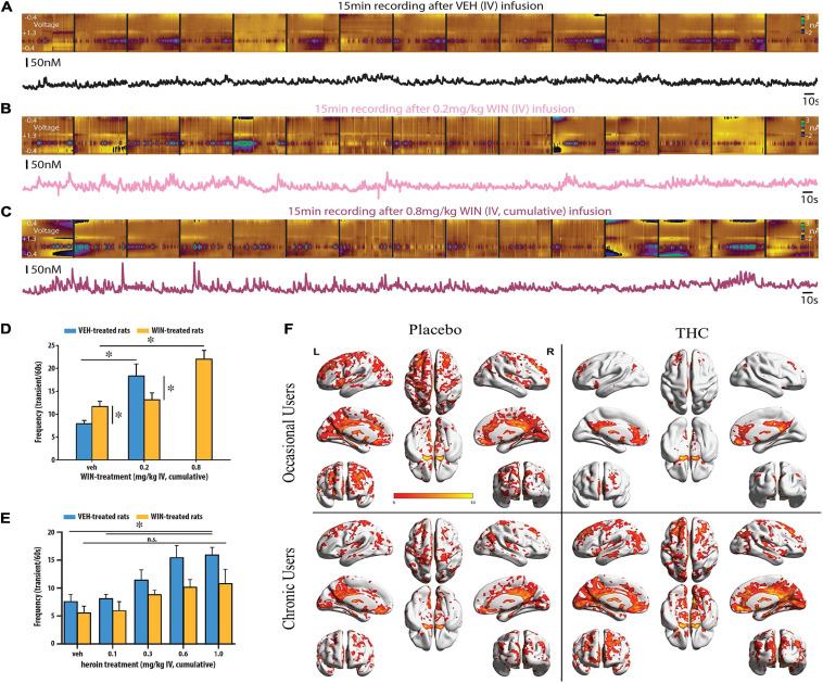 Cannabinoids increase the frequency and amplitude of DA transients. Illustrative recording session in which the synthetic cannabinoid WIN was administered to an awake and freely moving rat. Stitched color plots [voltammetric current (z-axis) × applied scan potential (y-axis) × time (x-axis)] are shown above corresponding DA concentration traces. Vehicle (A), 0.2 mg/kg (B), and 0.8 mg/kg WIN (C) were administered in cumulative, ascending IV doses while FSCV measurements of DA release events occurred in the NAc shell in near real-time. Dose dependent increases in the frequency and amplitude of DA release events can be observed by the larger and more frequent green dots at a potential of +0.6 V in the color plots and the more frequent and pronounced transient peaks in the corresponding DA concentration traces. (D) WIN increased the frequency of DA release events but was less potent in chronically WIN-treated rats. A higher dose of WIN (0.8 vs. 0.2 mg/kg IV) was required to produce a significant increase in DA release vs. vehicle treated rats. (E) Heroin dose-dependently increased the frequency of DA release events but was less effective in chronically WIN-treated rats. In WIN-treated rats, heroin did not significantly increase the frequency of DA transients vs. vehicle at any dose tested. Republished from Gomez et al. (2020). (F) NAc–related functional connectivity in the left hemispheres. Shown are thresholded Z–score maps of functional connectivity for each group and each condition. Smoked THC reduced functional connectivity between the NAc and broad areas of the frontal, temporal, parietal and occipital lobes in occasional, but not chronic cannabis users. Republished from Gomez et al. (2020). ∗p < 0.05.