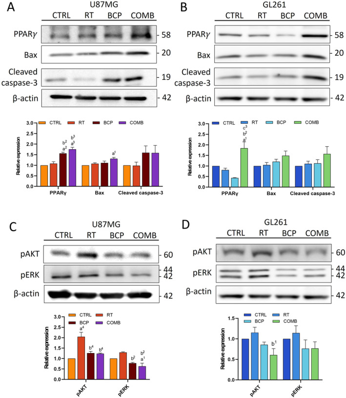 BCP enhances RT efficacy by enhancing apoptosis and reducing survival‐associated protein expression. Representative images and quantification of apoptosis‐related proteins, including PPARγ, Bax, and cleaved caspase‐3, in (A) U87MG and (B) GL261 cells under various treatments. (C) Representative images and quantification of survival‐associated proteins, including pAKT and pERK, in U87MG and (D) GL261 cells with different treatments. “a” compares to CTRL; “b” compares to RT; and “c” compares to BCP. Statistical significance: 1, p < 0.05; 2, p < 0.01; and 3, p < 0.001. Error bars indicate SEM and the range of three biological replicates. One‐way ANOVA was used for the analysis.