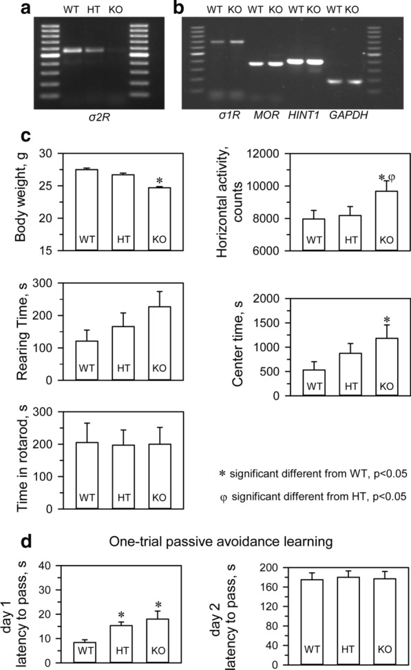 Analysis of mRNA levels and phenotypic evaluation of transgenic mice. a PCR analysis of a litter from a single mating showing wild-type (WT) (+ / +), heterozygous (HT) (+ / −), and homozygous (−/−) σ2R mice. b Deletion of σ2R did not significantly alter the expression of σ1R, HINT1 or MOR. c Body weight gain in grams, horizontal activity, rearing time in seconds, and latency to fall from the rotarod in seconds for the three groups of mice. d Learning performance in the passive avoidance test. Six to eight mice (5 weeks of age) were subjected to each treatment, and the data represent the means ± SEMs. * Indicates significantly different from the WT mice, degrees of freedom (df) = 16, all data were analyzed by pairwise Holm-Sidak multiple comparison tests following ANOVA, p < 0.05. σ1R, HINT1 and MOR represents sigma type 1 receptor, histidine triad nucleotide-binding protein 1, and mu-opioid receptor, respectively