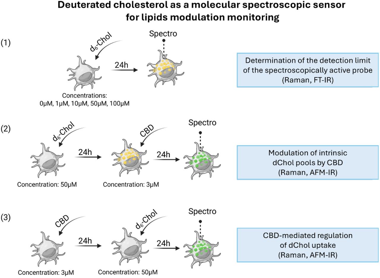 Conceptual overview of the spectrolipidomic sensing platform employing deuterated cholesterol probes for semiquantitative Raman, FT-IR and AFM-IR detection of lipid modulation.