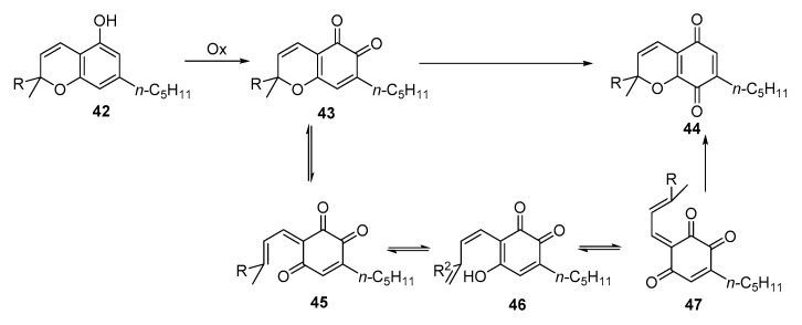 Oxidation of CBC (42) to o-CBCQ (43, and its valence tautomerization to p-CBCQ (44) via the intermediates 45–47.
