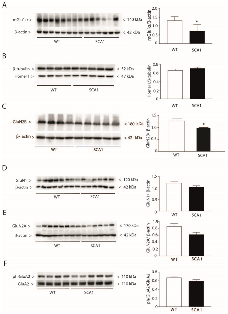 Reduced mGlu1α and GluN2B protein levels in the hippocampus of 8-week-old SCA1 mice. Hippocampal protein levels of mGlu1α receptors, pan-Homer1, GluN2B, GluN1 and GluN2A subunits of NMDA receptors, and phospho-GluA2 subunit of AMPA receptors of 8-week-old SCA1 mice and wild-type littermates are shown in (A), (B), (C), (D), (E), and (F), respectively. Values are means ± S.E.M. of 6–8 (A), 4–5 (B,C,F), and 6–8 (D,E) mice. * p < 0.05 vs. wild-type mice (Student’s t-test). In (A), t12 = 3.709; in (C), t7 = 3.892.