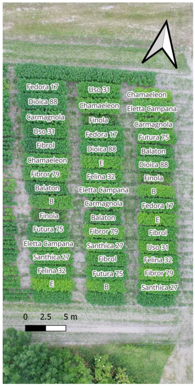 Aerial photo of the variety trial site in 2023. Medium late ‘E’ selection from CYCLE-5: 4th family selection and Early ‘B’ selection from CYCLE-5 were compared to registered varieties Balaton, Chamaeleon, Eletta Campana, Carmagnola, Dioica 88, Fedora 17, Felina 32, Fibrol, Fibror 79, Finola, Futura 75, Santhica 27, and USO 31.